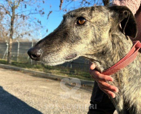 Disparáte-galgo