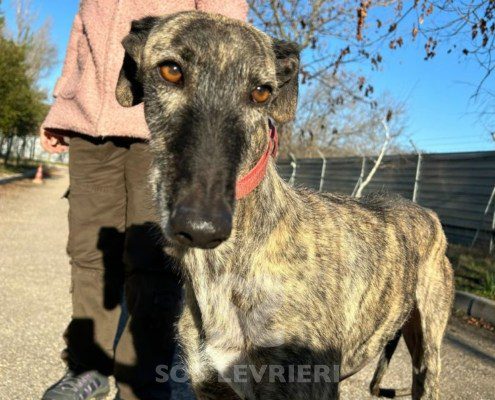 Disparáte-galgo