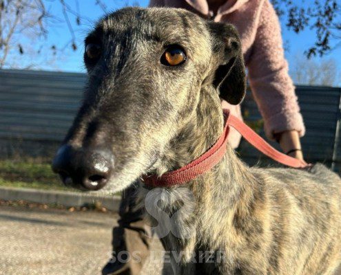 Disparáte-galgo