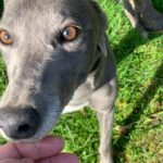 Eleanor-greyhound