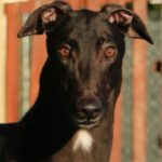 Hades-Greyhound