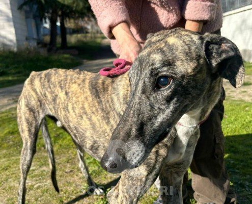Lolo-galgo