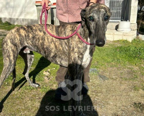 Lolo-galgo