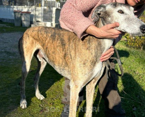 Mazapán-galgo