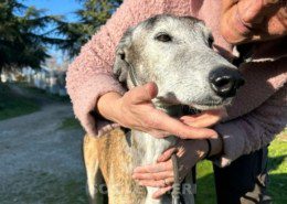 Mazapán-galgo