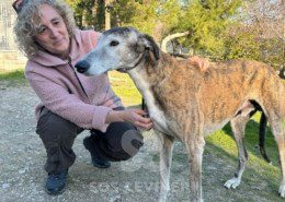 Mazapán-galgo
