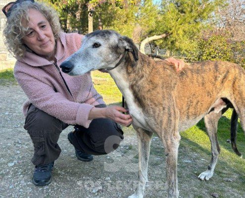 Mazapán-galgo