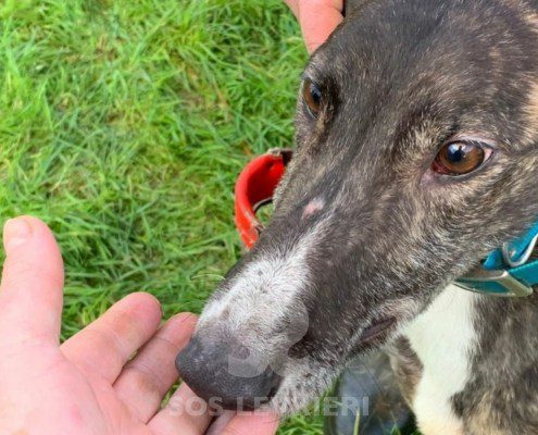 Mozart-greyhound