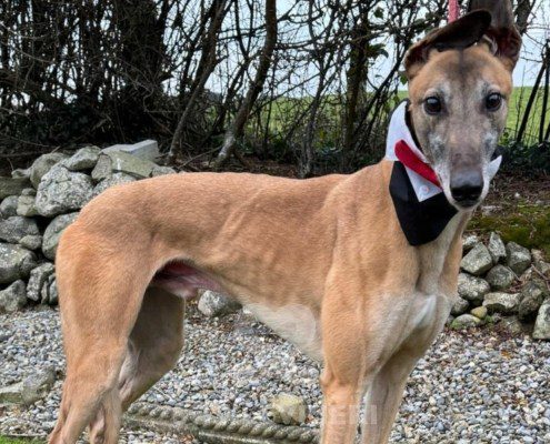 Quivers-greyhound