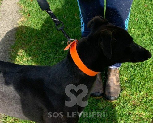 Rebecca-greyhound