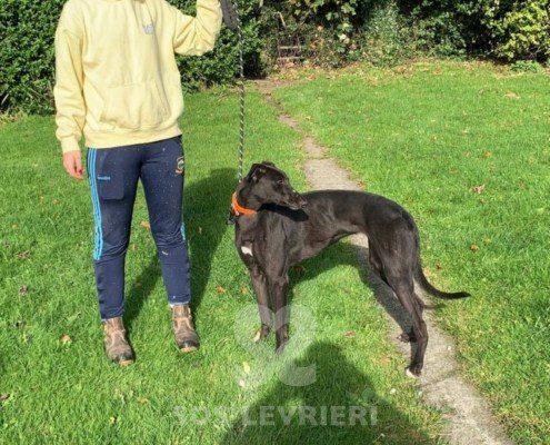 Rebecca-greyhound