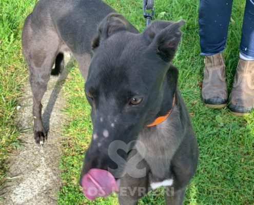 Rebecca-greyhound