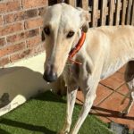Winnie-galgo