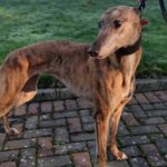 Audrey-greyhound