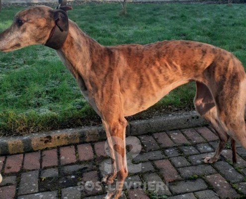 Audrey-greyhound