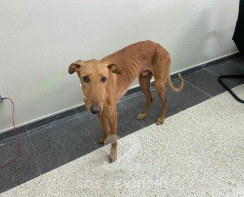 Bertrand-galgo