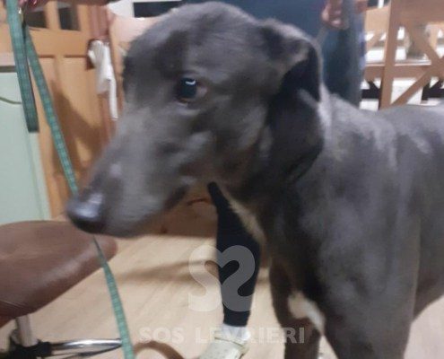 Celtic-greyhound