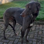 Celtic-greyhound