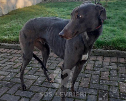 Celtic-greyhound