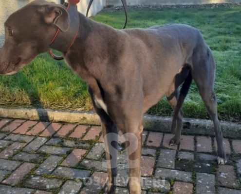 Celtic-greyhound