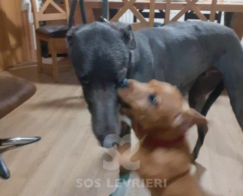 Celtic-greyhound