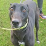 Cordelia-greyhound