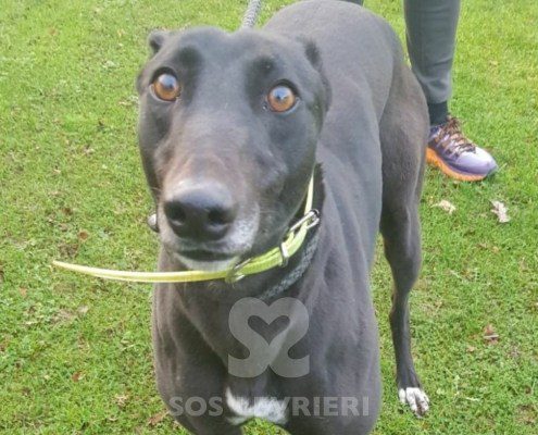 Cordelia-greyhound