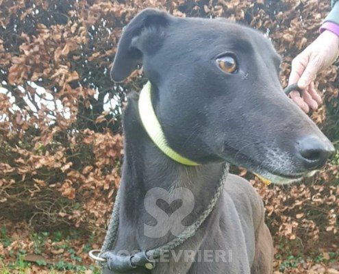 Cordelia-greyhound