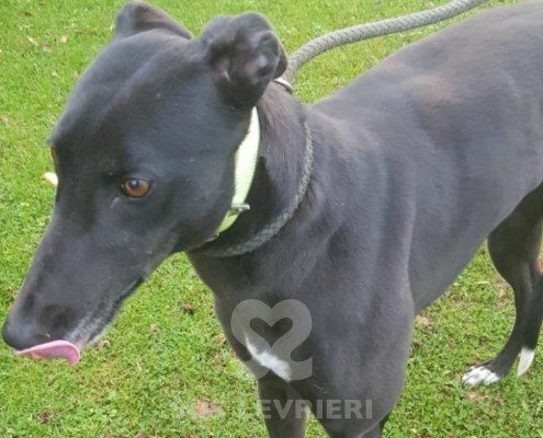 Cordelia-greyhound