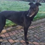 Emma-greyhound