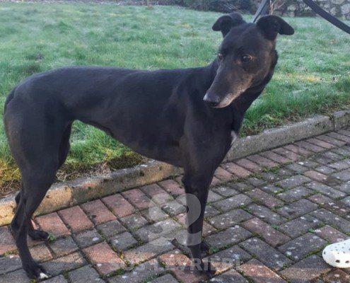 Emma-greyhound