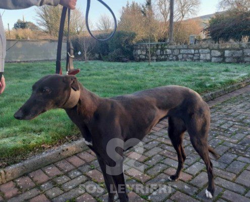 Emma-greyhound