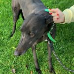 Lucille-greyhound_