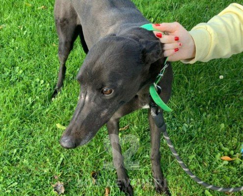Lucille-greyhound_