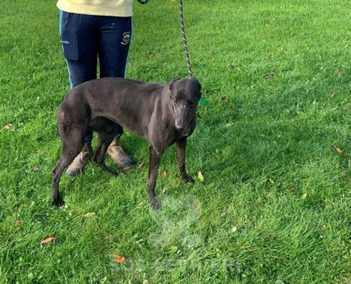 Lucille-greyhound_