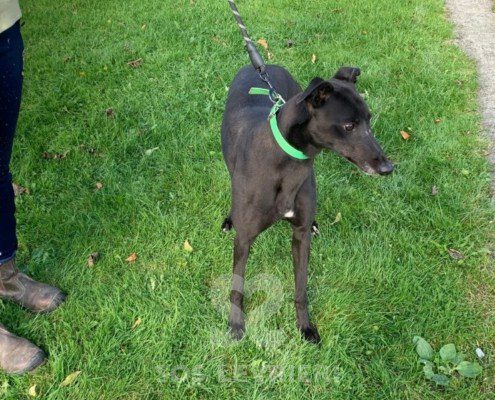 Lucille-greyhound_