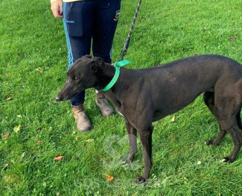 Lucille-greyhound_
