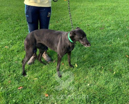 Lucille-greyhound_