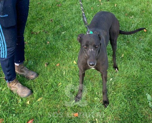 Lucille-greyhound_