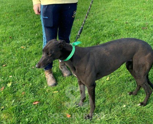 Lucille-greyhound_