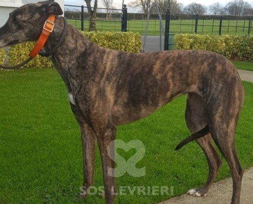 Margot-greyhound
