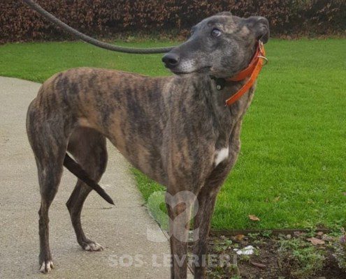 Margot-greyhound