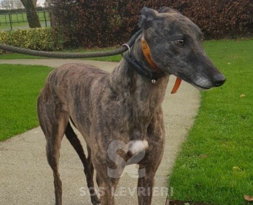 Margot-greyhound