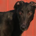 Onyx-Greyhound