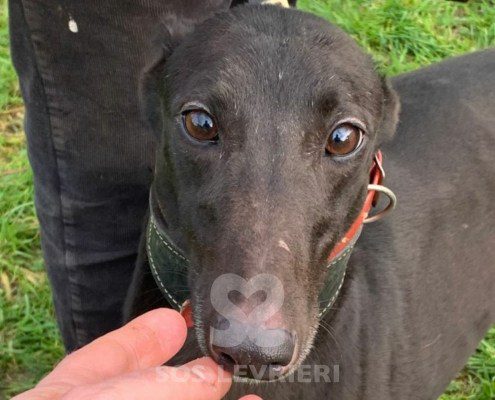 Sophia-greyhound