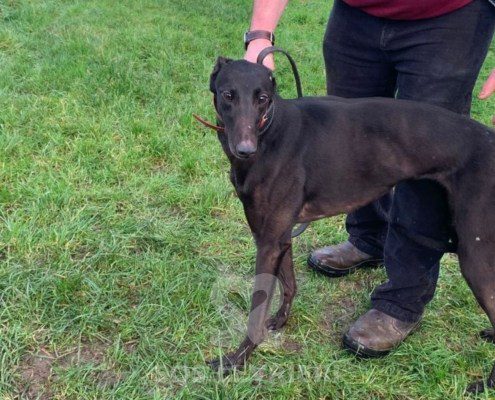 Sophia-greyhound