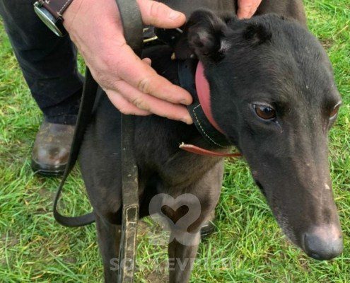 Sophia-greyhound