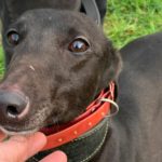 Sophia-greyhound