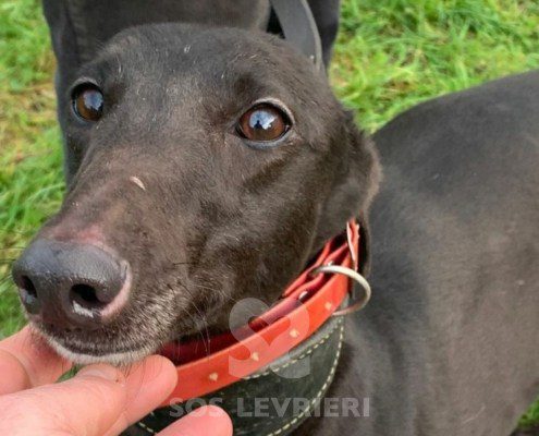Sophia-greyhound