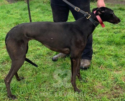 Sophia-greyhound